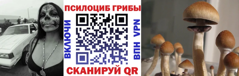 Купить Апшеронск Псилоцибиновые грибы Psilocybine cubensis